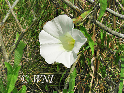 Saltmarsh Morning-Glory (Ipomoea sagittata)